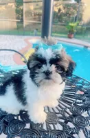 Bella, a female Shih Tzu for sale in Clewiston, FL – Photo 1 of 4