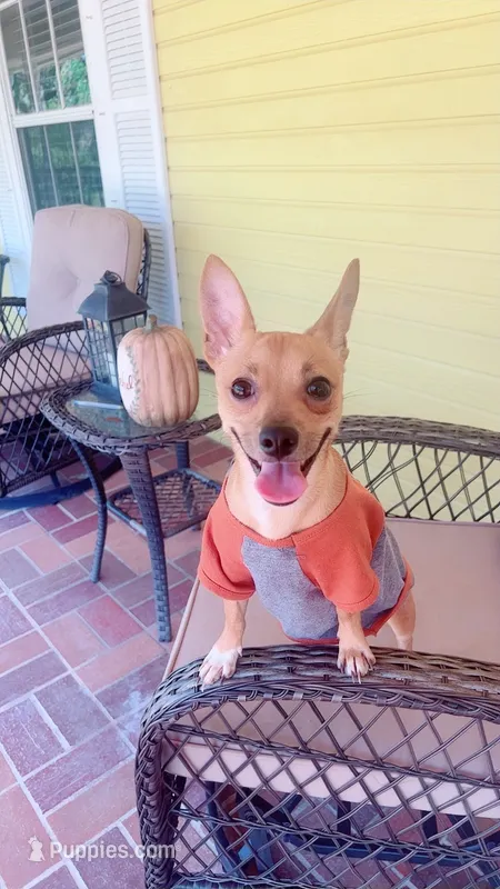 Chihuhua male puppy – Chihuahua puppy for sale in Clewiston, FL
