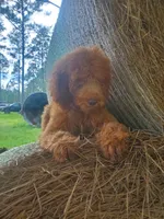 Teddy-Trained, a male Goldendoodle for sale in Sanderson, FL – 7 of 8