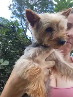 Bentley, a male Yorkshire Terrier for sale in Sanderson, FL – 5 of 5