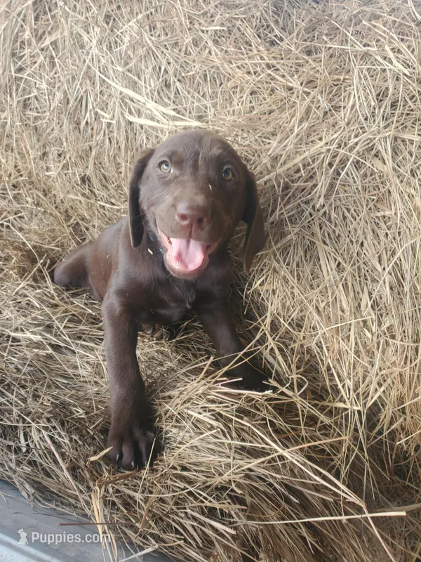 Maple – Labrador Retriever puppy for sale in Sanderson, FL