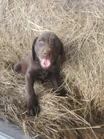 Maple, a female Labrador Retriever for sale in Sanderson, FL – Photo 1 of 5