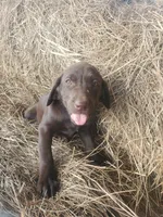 Maple, a female Labrador Retriever for sale in Sanderson, FL – Photo 5 of 5