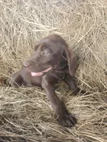 Maple, a female Labrador Retriever for sale in Sanderson, FL – Photo 3 of 5