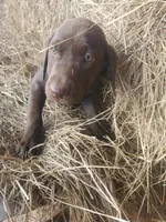 Maple, a female Labrador Retriever for sale in Sanderson, FL – Photo 2 of 5
