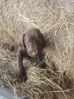 Maple, a female Labrador Retriever for sale in Sanderson, FL – Photo 4 of 5