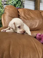 Willow, a female Labrador Retriever for sale in Sanderson, FL – 2 of 5