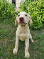 Milo, a male Labrador Retriever for sale in Sanderson, FL – 2 of 5