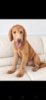 Beau, a male Labradoodle and Poodle - Standard  for sale in Sanderson, FL – 2 of 2