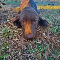 AKC Latte, a female Labrador Retriever for sale in Sanderson, FL – Photo 1 of 6