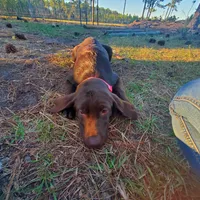 AKC Latte, a female Labrador Retriever for sale in Sanderson, FL – Photo 6 of 6
