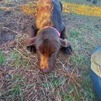 AKC Latte, a female Labrador Retriever for sale in Sanderson, FL – Photo 4 of 6