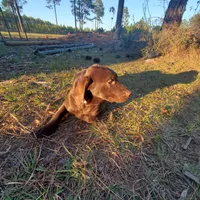 AKC Latte, a female Labrador Retriever for sale in Sanderson, FL – Photo 5 of 6