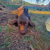 AKC Latte, a female Labrador Retriever for sale in Sanderson, FL – Photo 2 of 6