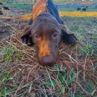 AKC Latte, a female Labrador Retriever for sale in Sanderson, FL – Photo 3 of 6