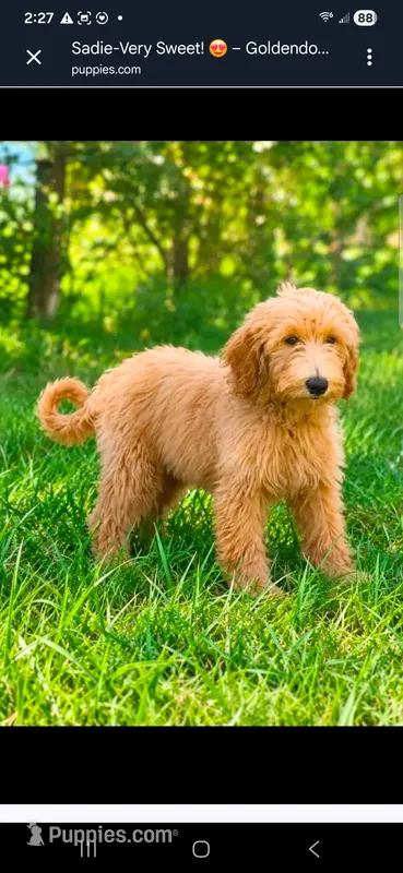 Sadie-Very Sweet! 😍 – Goldendoodle puppy for sale in Sanderson, FL