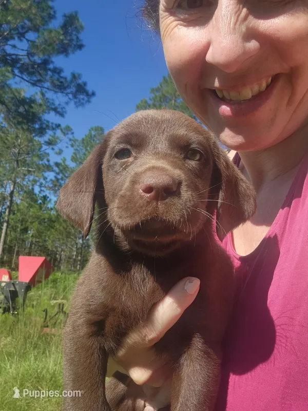 Kit Kat – Labrador Retriever puppy for sale in Sanderson, FL