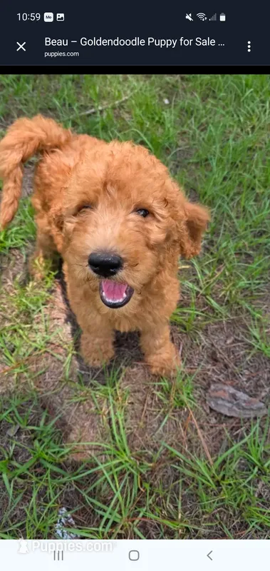 Finn – Goldendoodle puppy for sale in Sanderson, FL