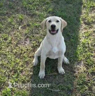 AKC Daisy – Labrador Retriever puppy for sale in Sanderson, FL
