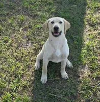 AKC Daisy, a female Labrador Retriever for sale in Sanderson, FL – 1 of 6