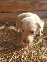 Scout, a male Labrador Retriever for sale in Sanderson, FL – 6 of 6