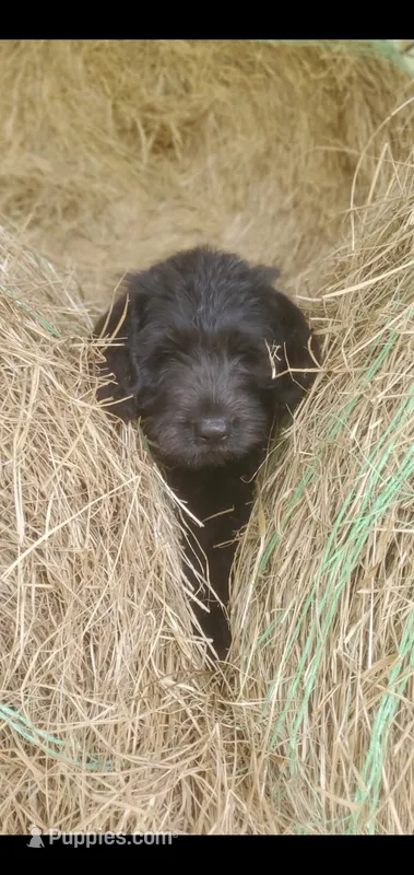 Hershey – Labradoodle puppy for sale in Sanderson, FL