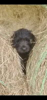 Hershey, a male Labradoodle for sale in Sanderson, FL – 1 of 4