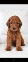 Archie-F1b, a male Goldendoodle for sale in Sanderson, FL – 3 of 10