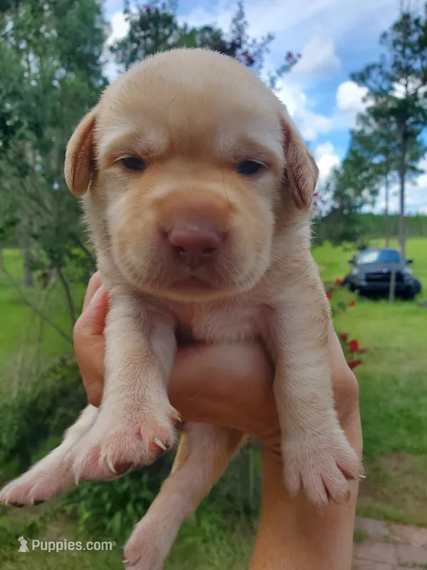 Twinkie – Labrador Retriever puppy for sale in Sanderson, FL