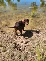 AKC Molly, a female Labrador Retriever for sale in Sanderson, FL – 7 of 7
