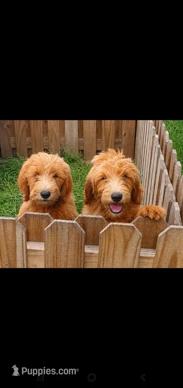 Coco- Well Trained! – Goldendoodle puppy for sale in Sanderson, FL