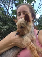 Bentley, a male Yorkshire Terrier for sale in Sanderson, FL – 4 of 5