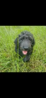 Bentley-Great with other Animals!, a male Labradoodle for sale in Sanderson, FL – 3 of 3