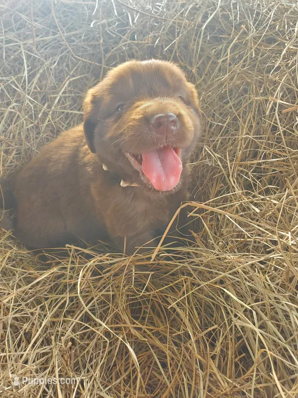 Fudge – Great Pyrenees, Labrador Retriever puppy for sale in Sanderson, FL