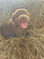 Koda, a male Great Pyrenees and Labrador Retriever for sale in Sanderson, FL – 3 of 8
