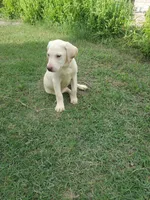 Milo, a male Labrador Retriever for sale in Sanderson, FL – 5 of 5