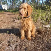 Rosie- Goldendoodle, a female Goldendoodle for sale in Sanderson, FL – Photo 2 of 3