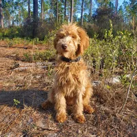 Rosie, a female Goldendoodle for sale in Sanderson, FL – Photo 1 of 3