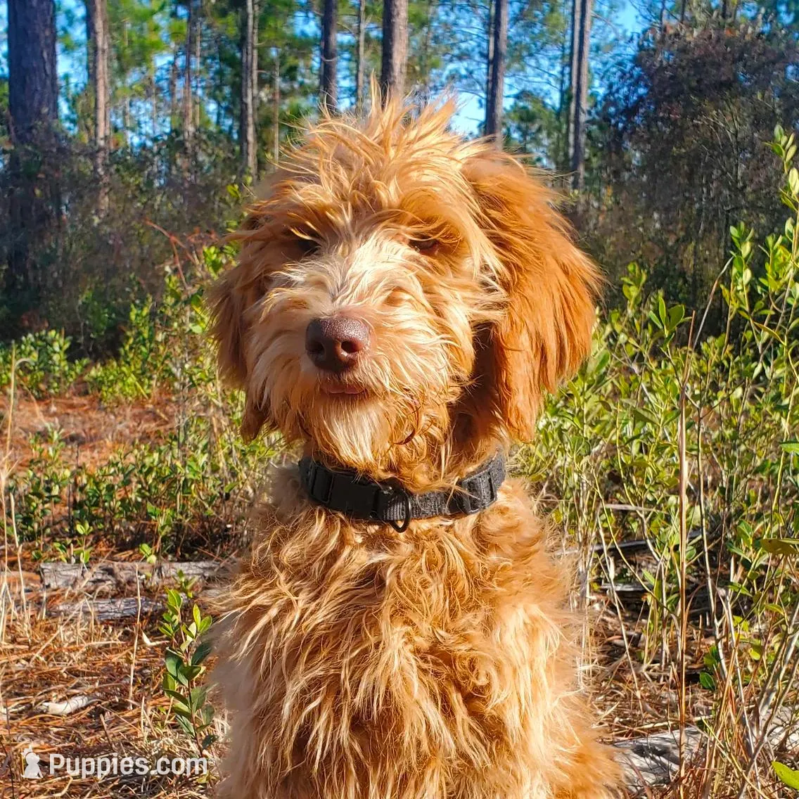 Rosie- Goldendoodle, a female Goldendoodle for sale in Sanderson, FL – Photo 3 of 3