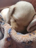 Twinkie, a female Labrador Retriever for sale in Sanderson, FL – 6 of 6
