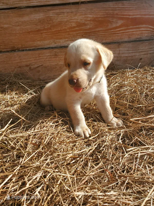 Scout – Great Pyrenees, Labrador Retriever puppy for sale in Sanderson, FL