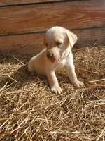 Scout, a male Labrador Retriever for sale in Sanderson, FL – 3 of 6