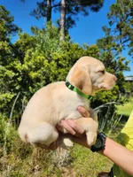 AKC Duke, a male Labrador Retriever for sale in Sanderson, FL – 4 of 8