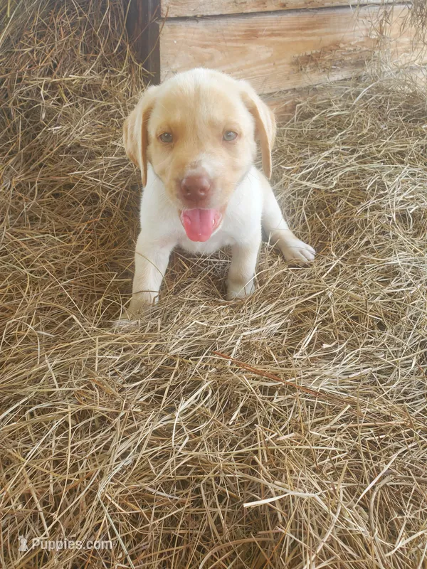 Casper – Great Pyrenees, Labrador Retriever puppy for sale in Sanderson, FL