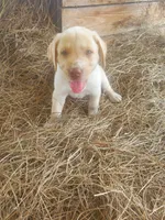 Casper, a male Labrador Retriever for sale in Sanderson, FL – 6 of 6