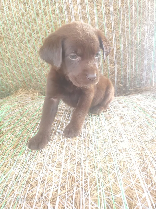 AKC Espresso  – Labrador Retriever puppy for sale in Sanderson, FL