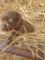 Espresso , a female Labrador Retriever for sale in Sanderson, FL – Photo 4 of 5