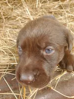 Espresso , a female Labrador Retriever for sale in Sanderson, FL – Photo 2 of 5