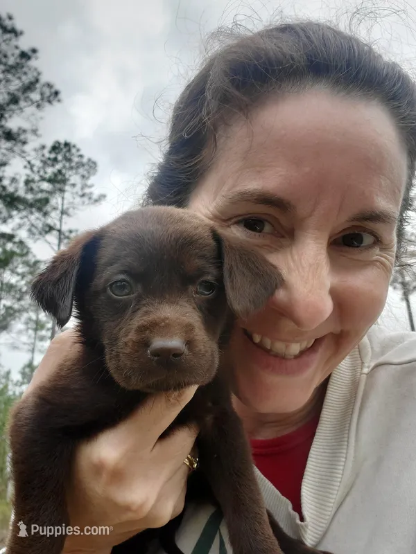 AKC Espresso  – Labrador Retriever puppy for sale in Sanderson, FL