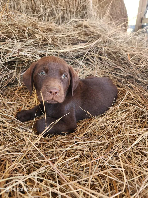 AKC Espresso  – Labrador Retriever puppy for sale in Sanderson, FL